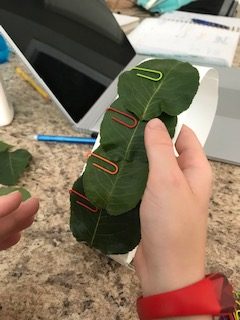 How To Make A Laurel Wreath