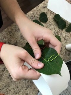 How To Make A Laurel Wreath