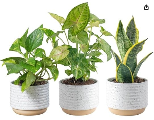 three green houseplants in white containers.