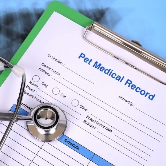 pet medical record and stethoscope for how to organize dog stuff post